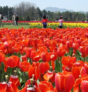 sp_image1